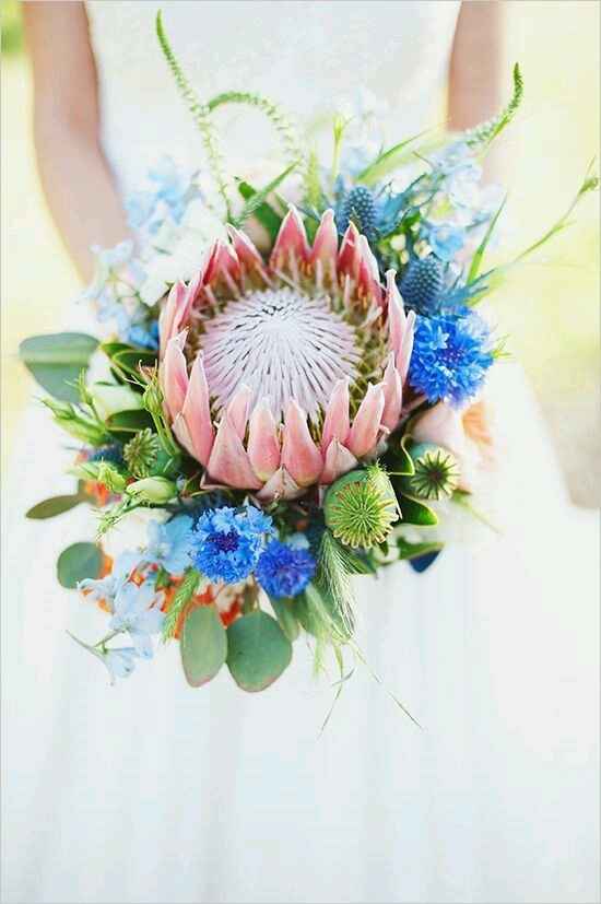ramo protea