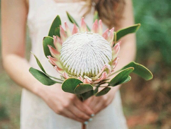 ramo protea