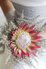 ramo protea