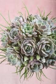 ramo suculenta