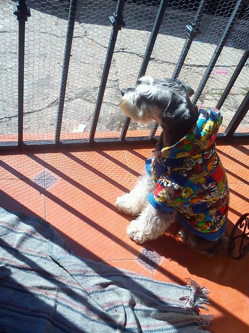 mi mascota 