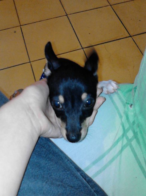La foto de tu mascota! - 1