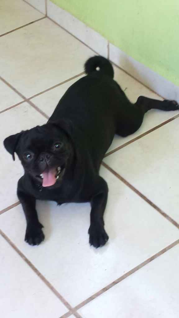 Conoce a mi mascota - 2
