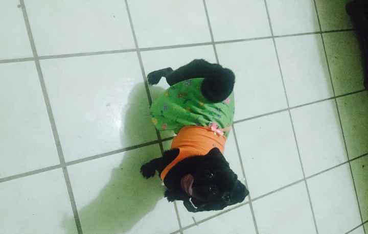 Conoce a mi mascota - 3