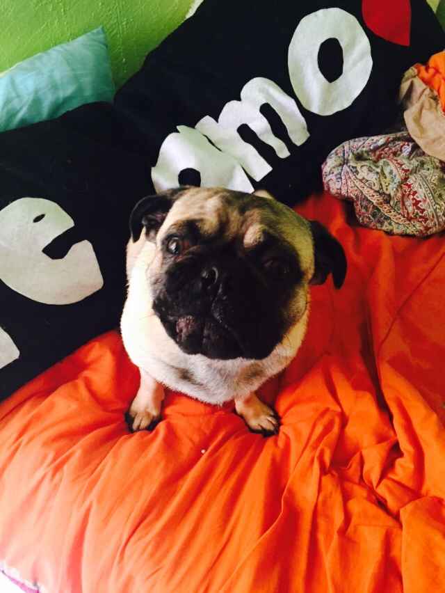 Conoce a mi mascota - 4