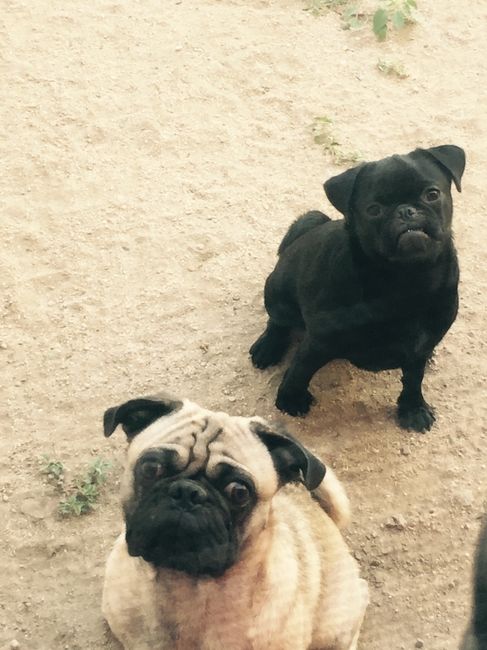 Conoce a mi mascota - 1