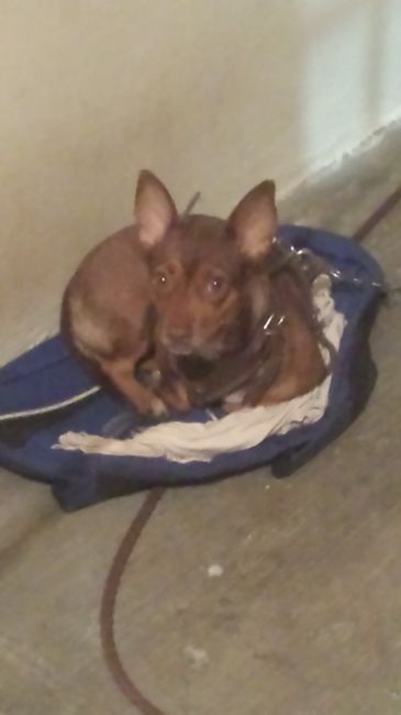 La foto de tu mascota! - 2