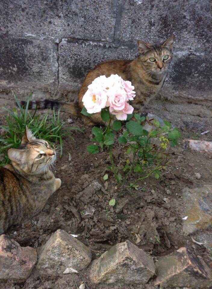 Bodas y ... gatos?? - 1