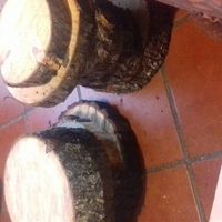 Avances rústicos a 4 días .. y la tragedia - 3