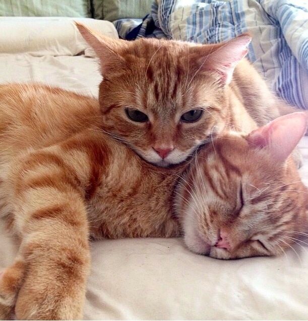 Con que animal se identifican tu y tu pareja? - 1