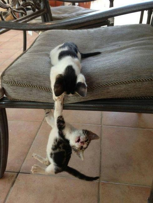Con que animal se identifican tu y tu pareja? - 2