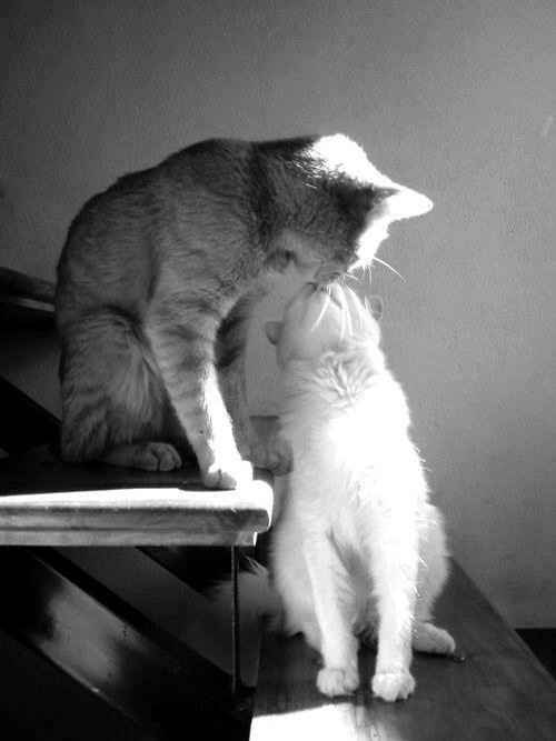 Con que animal se identifican tu y tu pareja? - 3