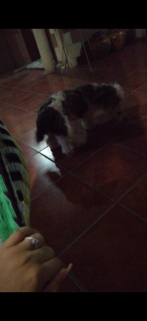 ¿Cómo se llamaba su primera mascota? 2