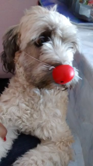 Mascotas pajecitas... - 1