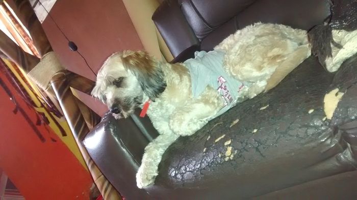 Presenten mascotas.... - 1