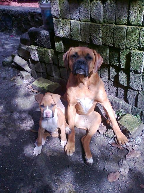 Presenten mascotas.... - 3