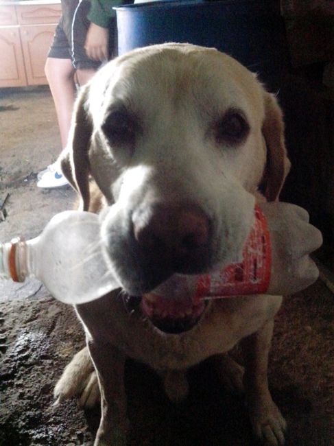 Presenten mascotas.... - 1