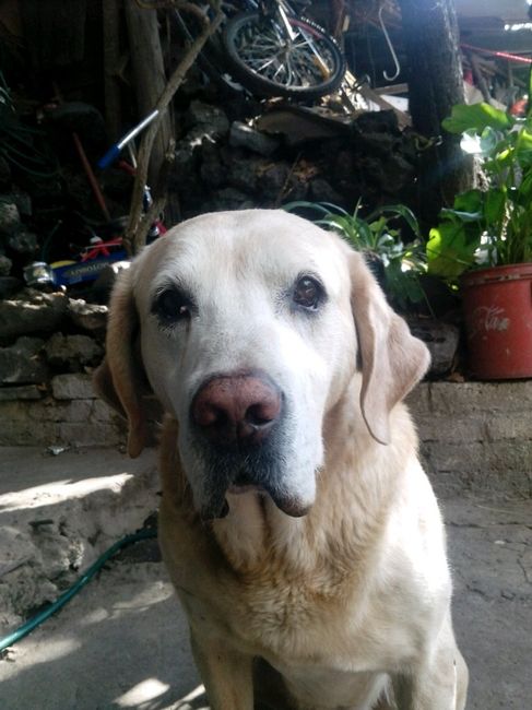 Presenten mascotas.... - 2