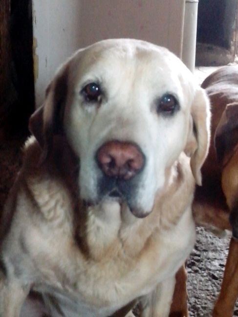 Presenten mascotas.... - 3