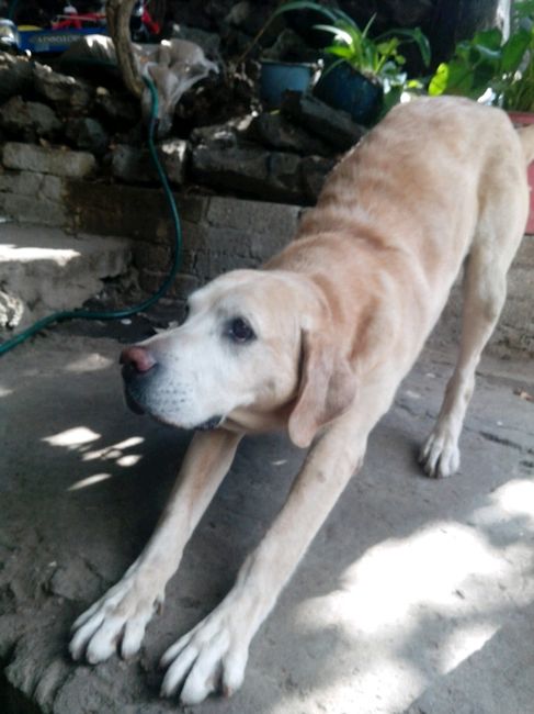 Presenten mascotas.... - 4