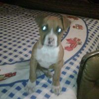 Presenten mascotas.... - 1