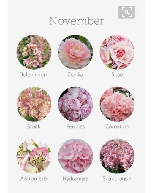 Qué tipo de flores poner - 1