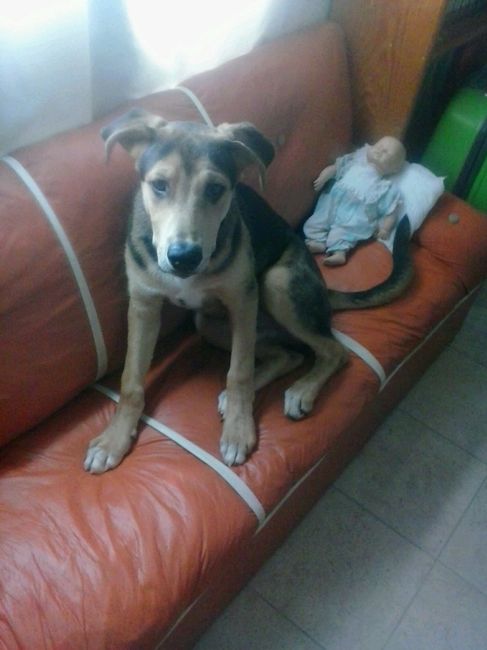 Cómo incluir a tu mascota en tu boda - 1