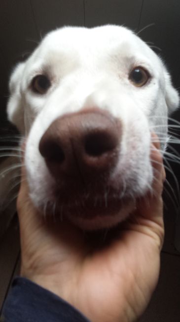 La foto de tu mascota! - 1