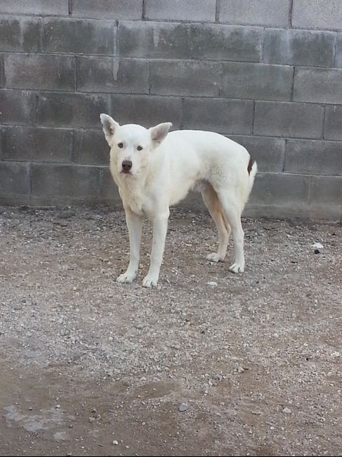 La foto de tu mascota! - 2