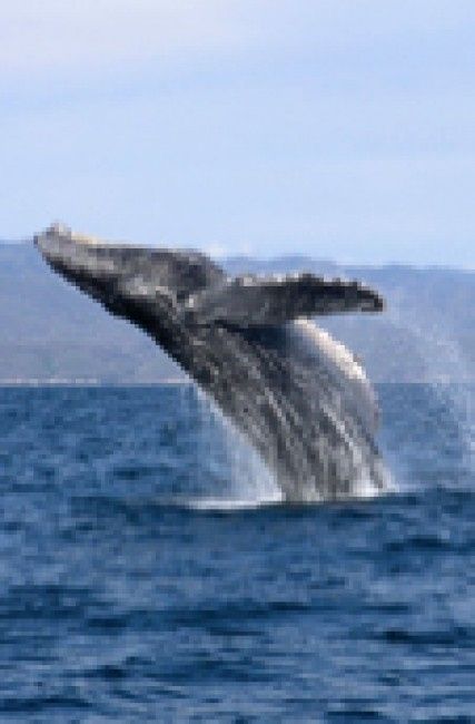 Ballena Jorobada