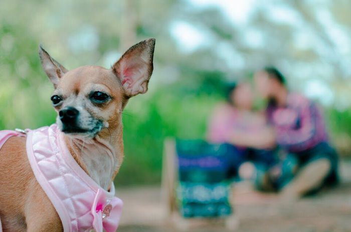 Boda pet lovers! - 2