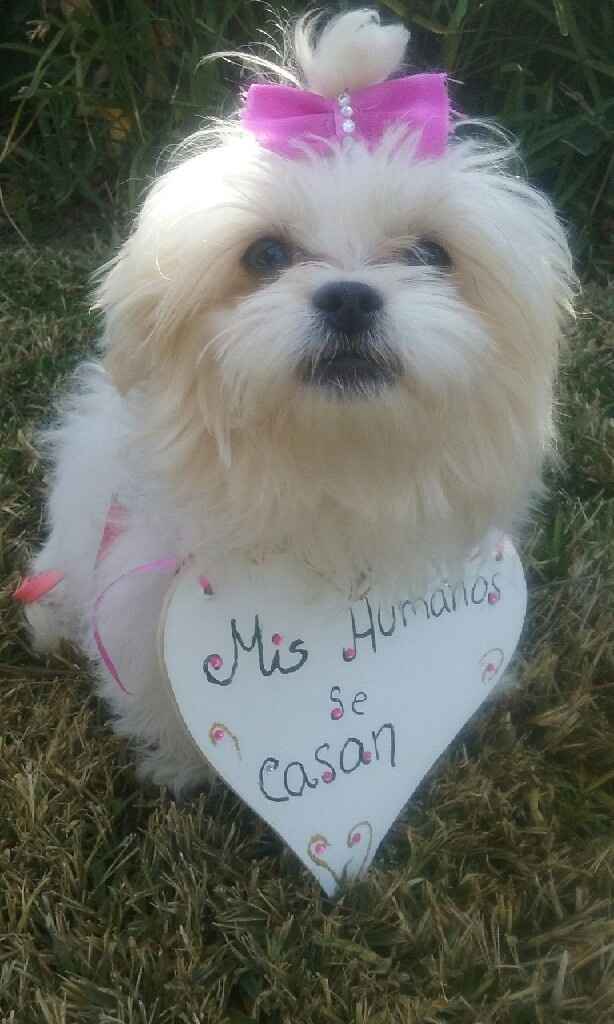 las mascotas también participan 