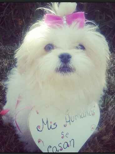 Mascotas en tu boda!!! - 2