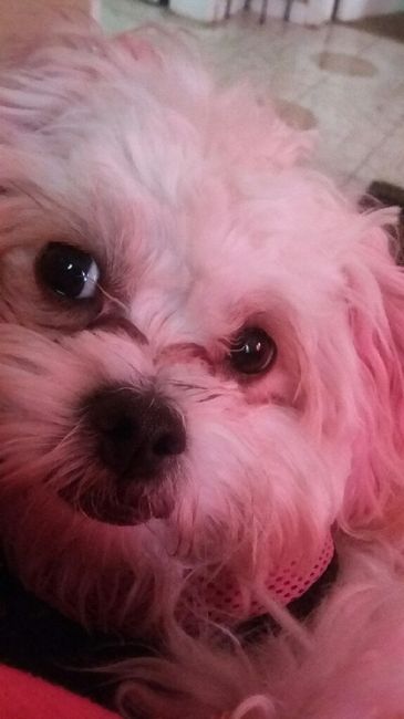 Les presento a.... - 1