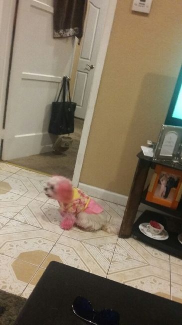 Les presento a.... - 4