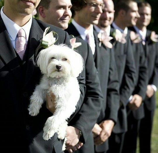 Mascotas y bodas - 1