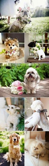 Mascotas y bodas - 2