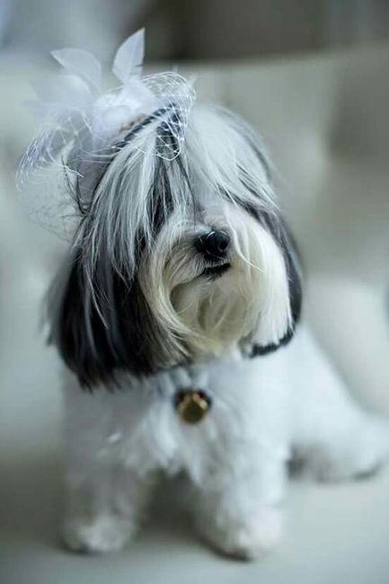 Mascotas y bodas - 4