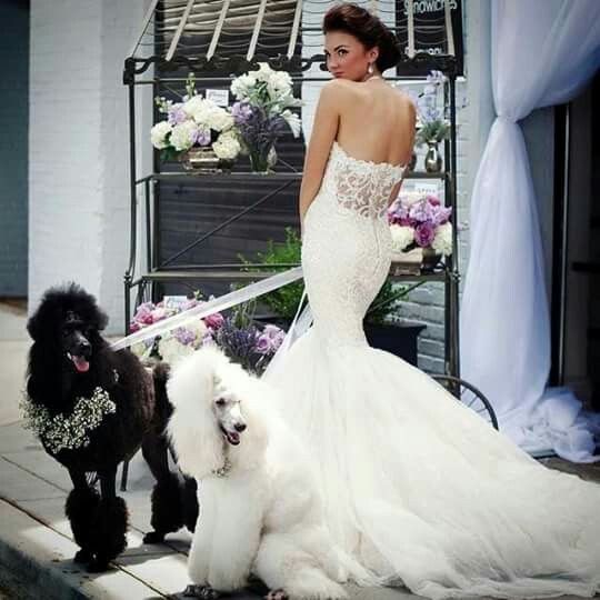 Mascotas y bodas - 6