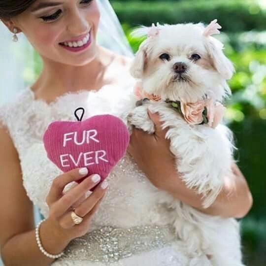 Mascotas y bodas - 7