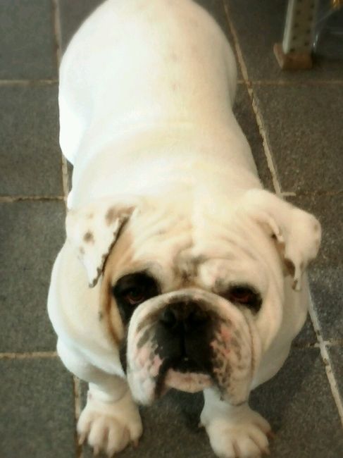 Mi perro es mi hijo!! - 1