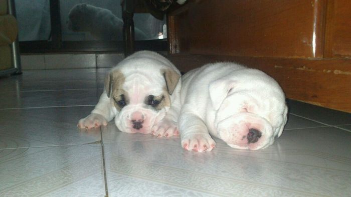 Mi perro es mi hijo!! - 1
