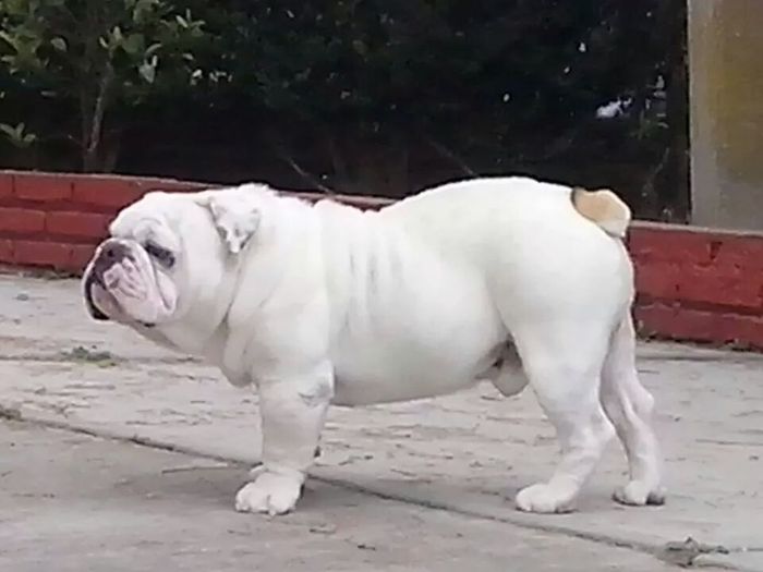 Mascotas en la boda - 1