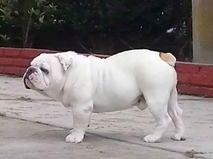 Presenten mascotas.... - 1
