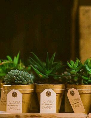 Que opinan de estas macetitas?? - 3