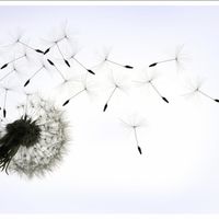 Vuelve tu sueño realidad