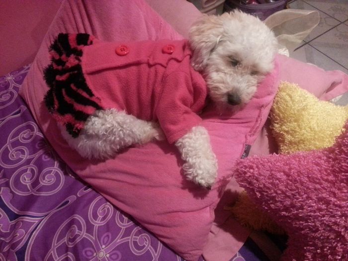 Cómo incluir a tu mascota en tu boda - 1