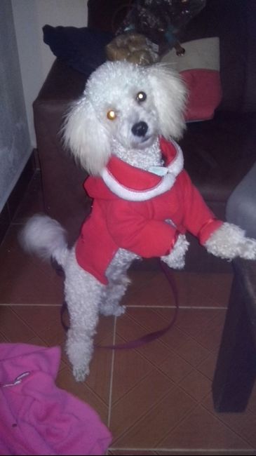 La foto de tu mascota! - 1