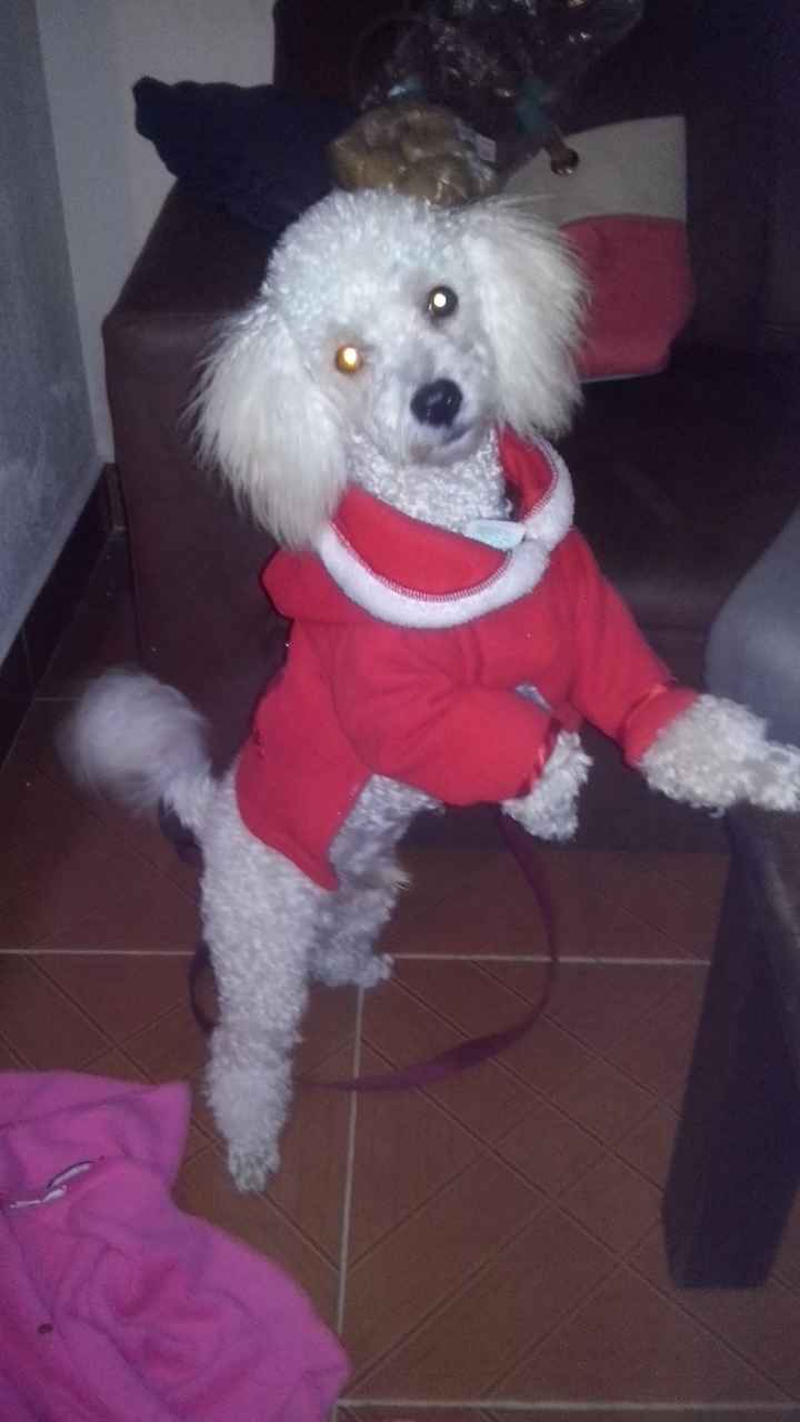 La foto de tu mascota! - 1
