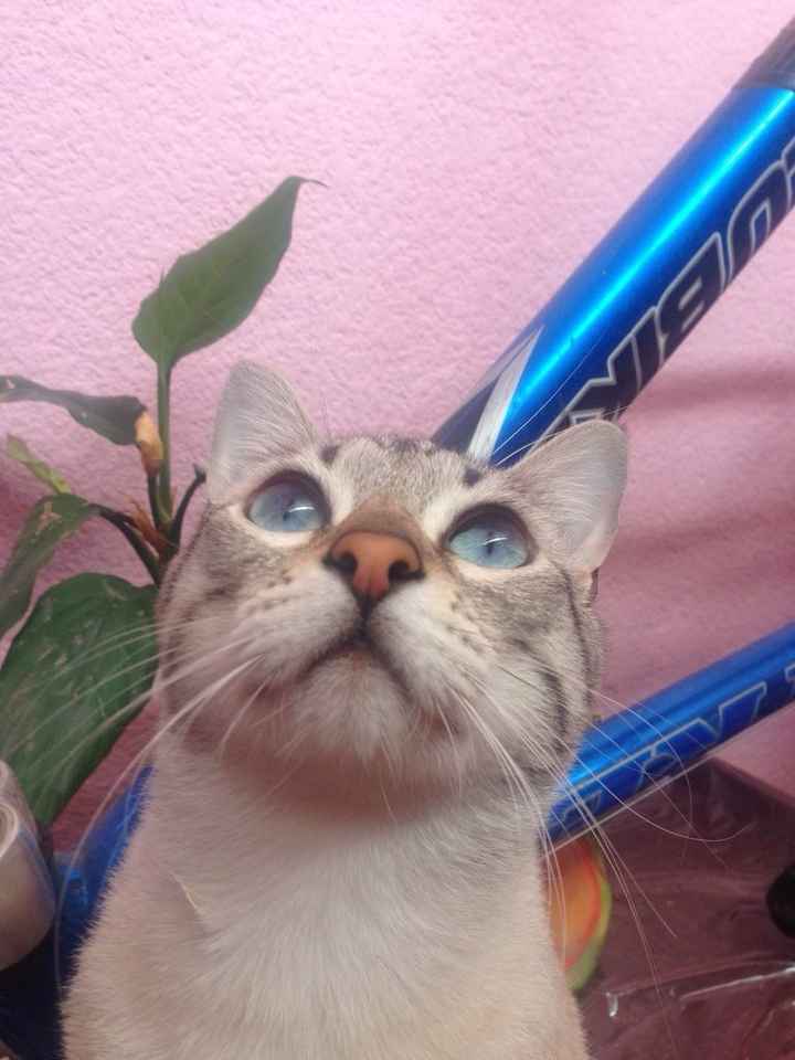 Les presento a.... - 1